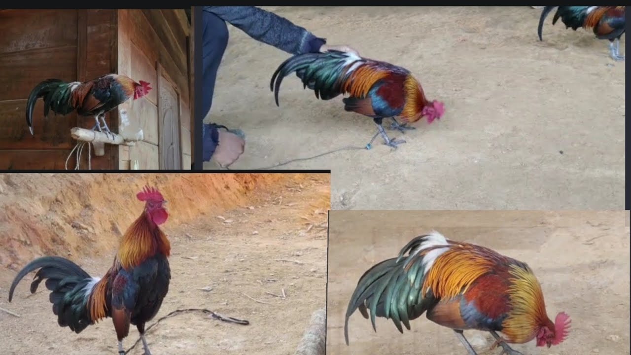 los peb saib 4 tug qaib dib tuaj zoo nyob rau xyoo2026 no nawb
