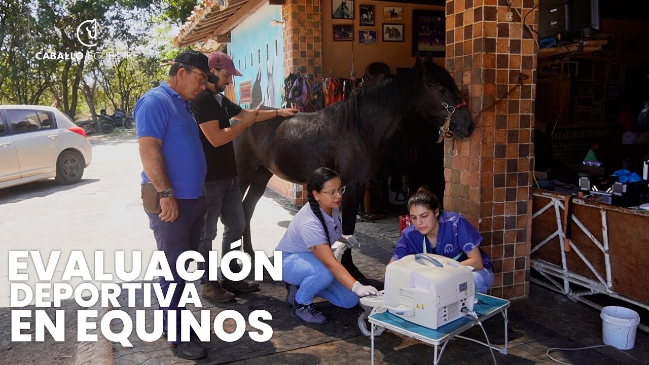 Evaluación medica deportiva para caballos - Un día con Angelica Zuluaga