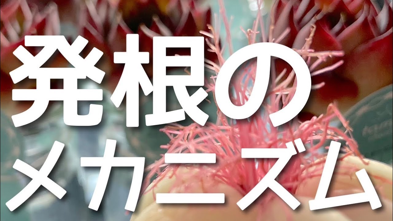 【根が伸びる仕組み】根が生える方法を知ることで夏を乗り切る多肉を作ろう