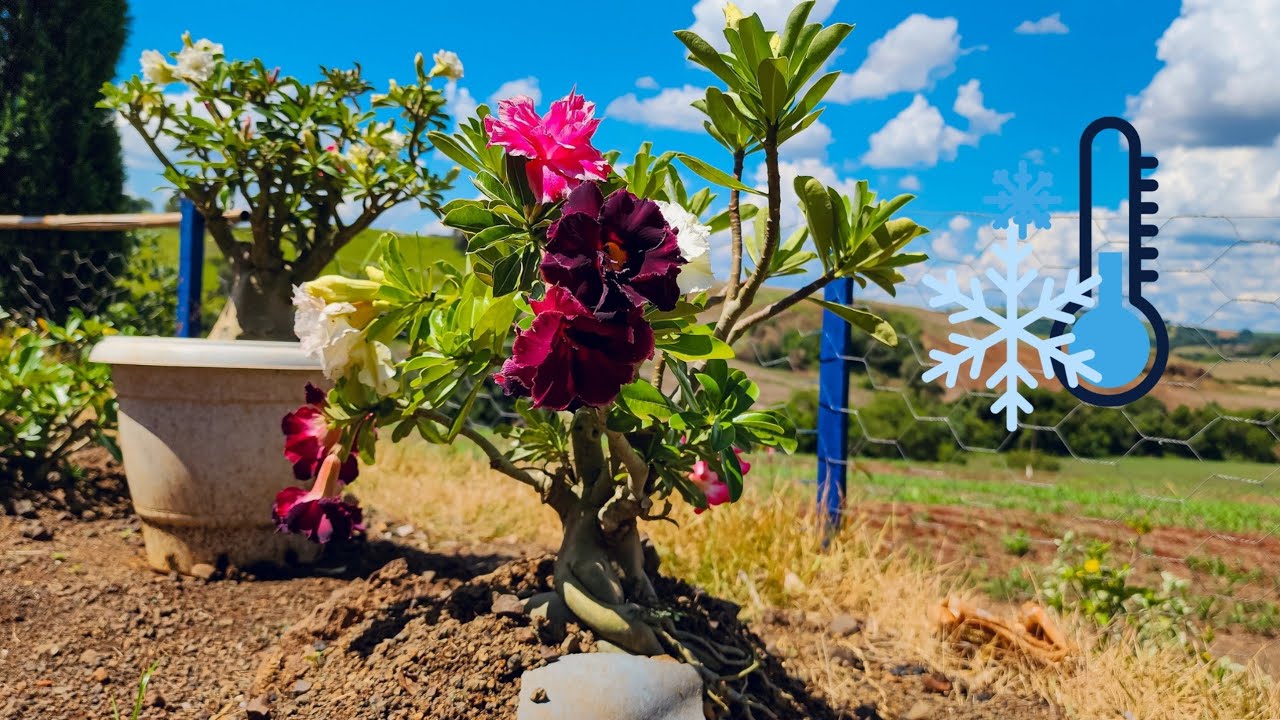 ROSAS DO DESERTO NO FRIO? Como Cuidar e Evitar Problemas no Inverno!