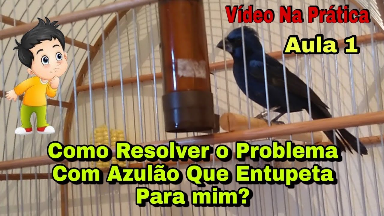 Como Resolver o Problema Com Azulão Que Entupeta Para Mim /Vídeo 1°