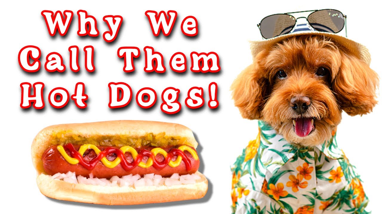The History of the Hot Dog: Where Did It Come From?