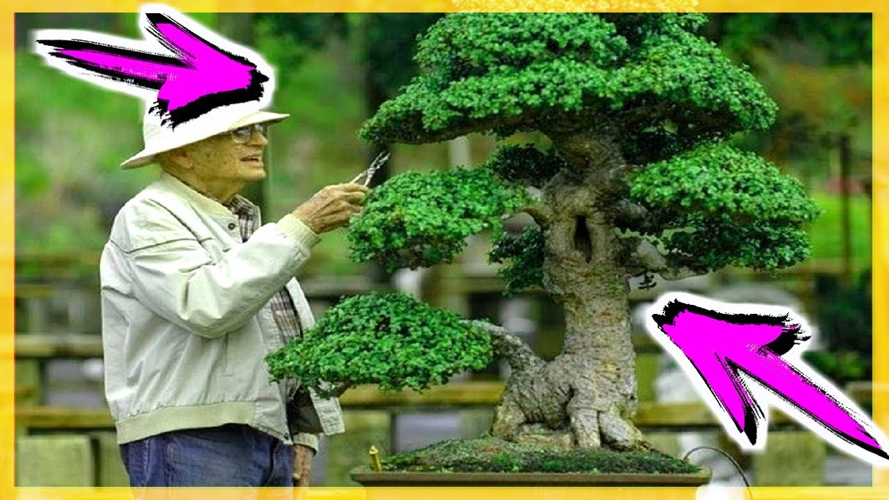 Los mejores bonsai de la planta portulacaria afra 🌱Jade Enano 🍃 bonsai Planta de la abundancia