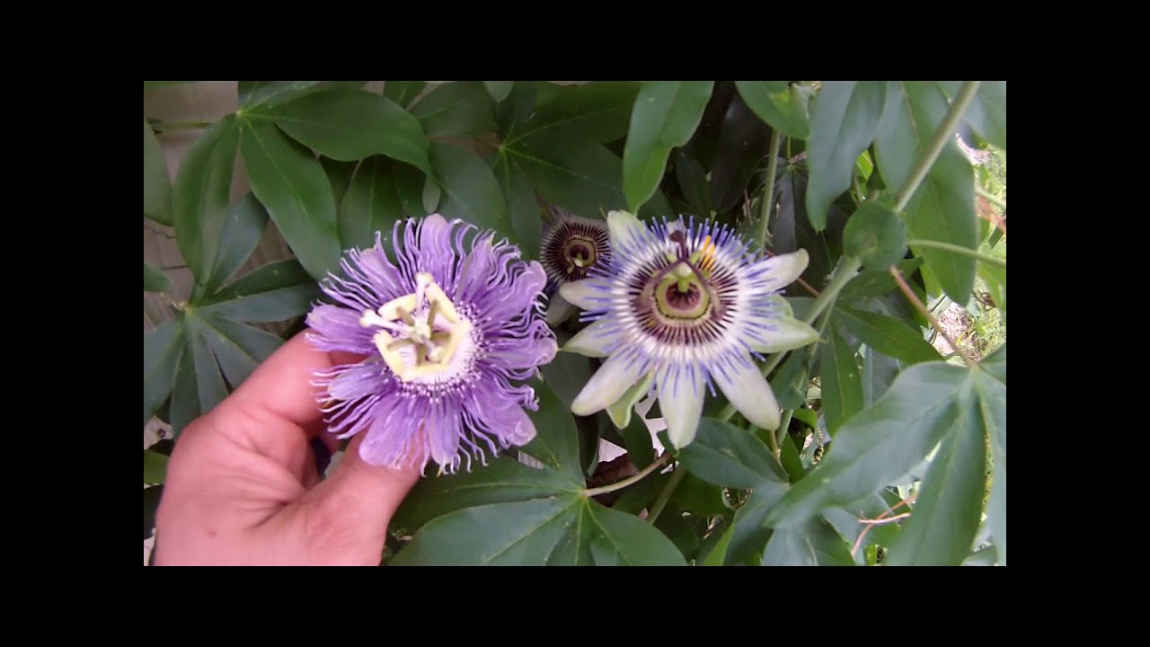 Hybridizing Passionflowers (Passiflora Caerulea x P. Incarnata)