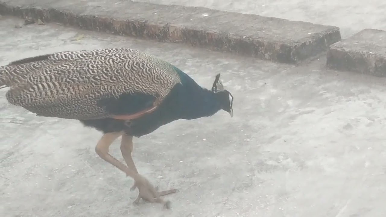 Peacock 🦚 eating bajra #viral #video 