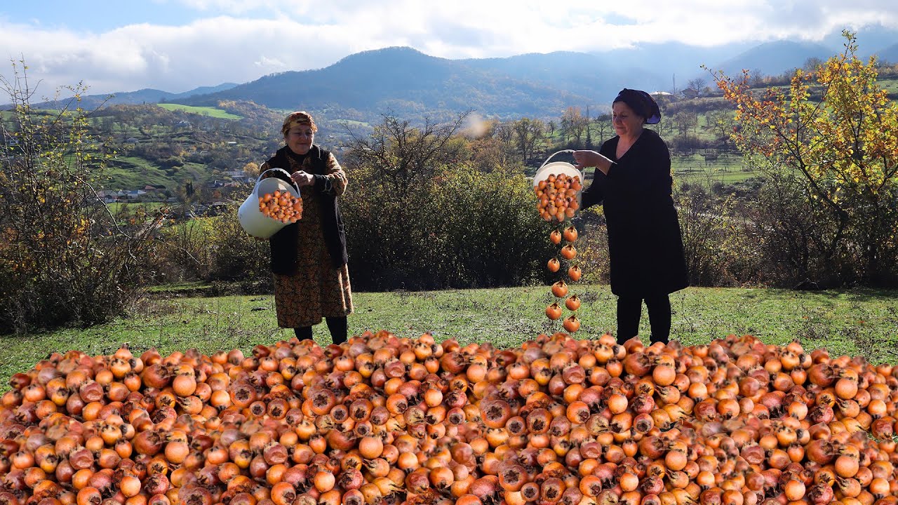 Healthy recipes from forest fruits! Harvesting medlars and making pickle! Chicken salad recipe