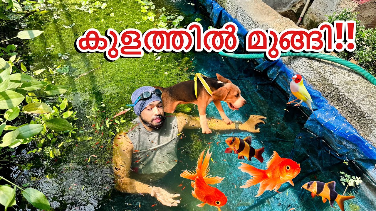 💥എന്തിനാ കുളത്തിൽ മുങ്ങിയെ!! | FREE diving in backyard pond is FUN 🤩