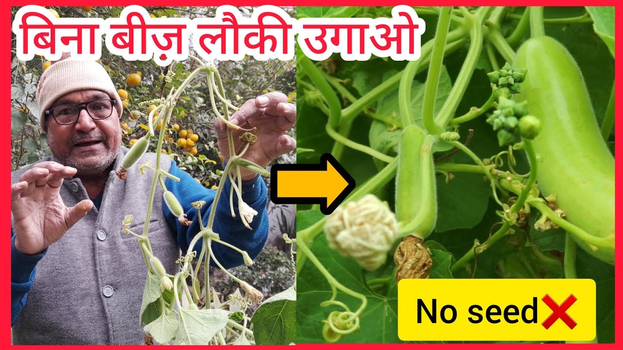 कलम विधि से लौकी का पौधा कैसे तैयार करें! बिना बीज के लौकी उगाने का आसान तरीक़ा