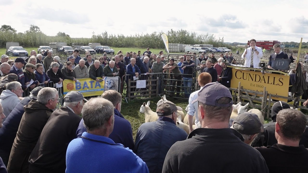 Wombleton sheep sale 2023