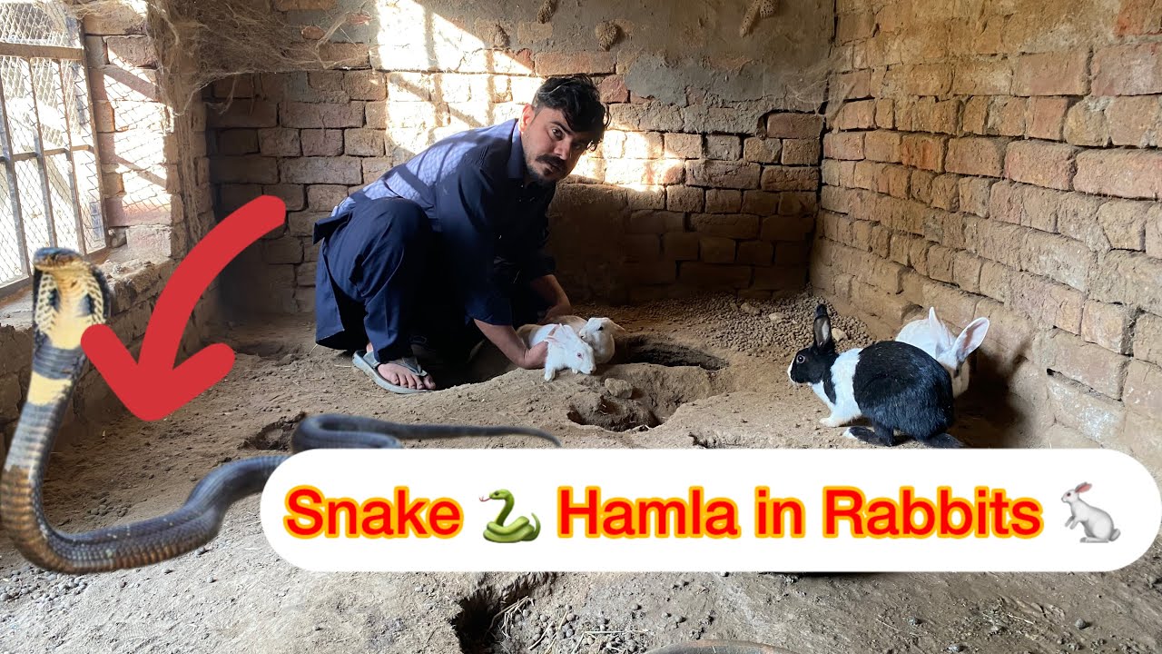 Snake 🐍 Na Hamla Kar Diya 
