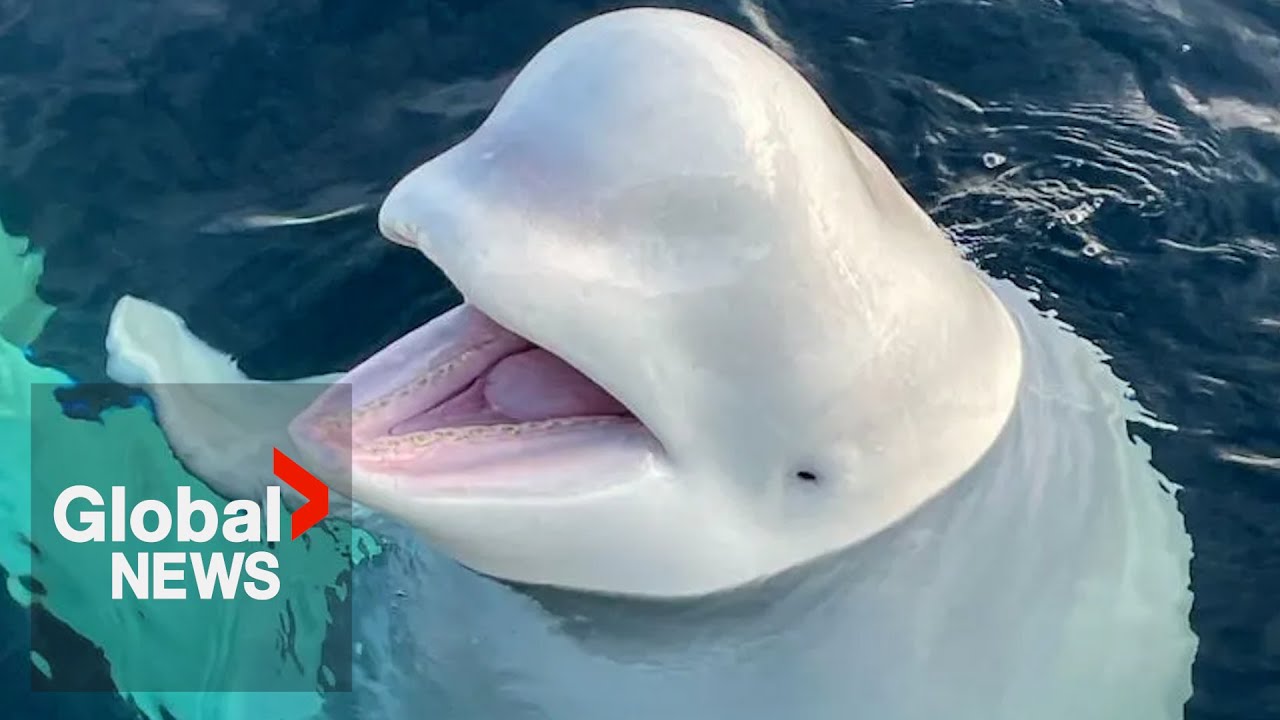 Beloved &ldquo;Russian spy&rdquo; whale found dead under mysterious circumstances