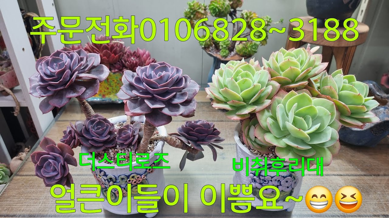 (26.2.21.토)빵빵한 얼큰이들이 로젯이 이뻐요~😁😆