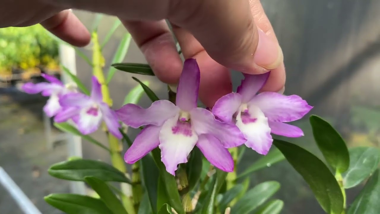 Mời a chị ngắm hoa cuối tuần c&ugrave;ng e T&uacute;