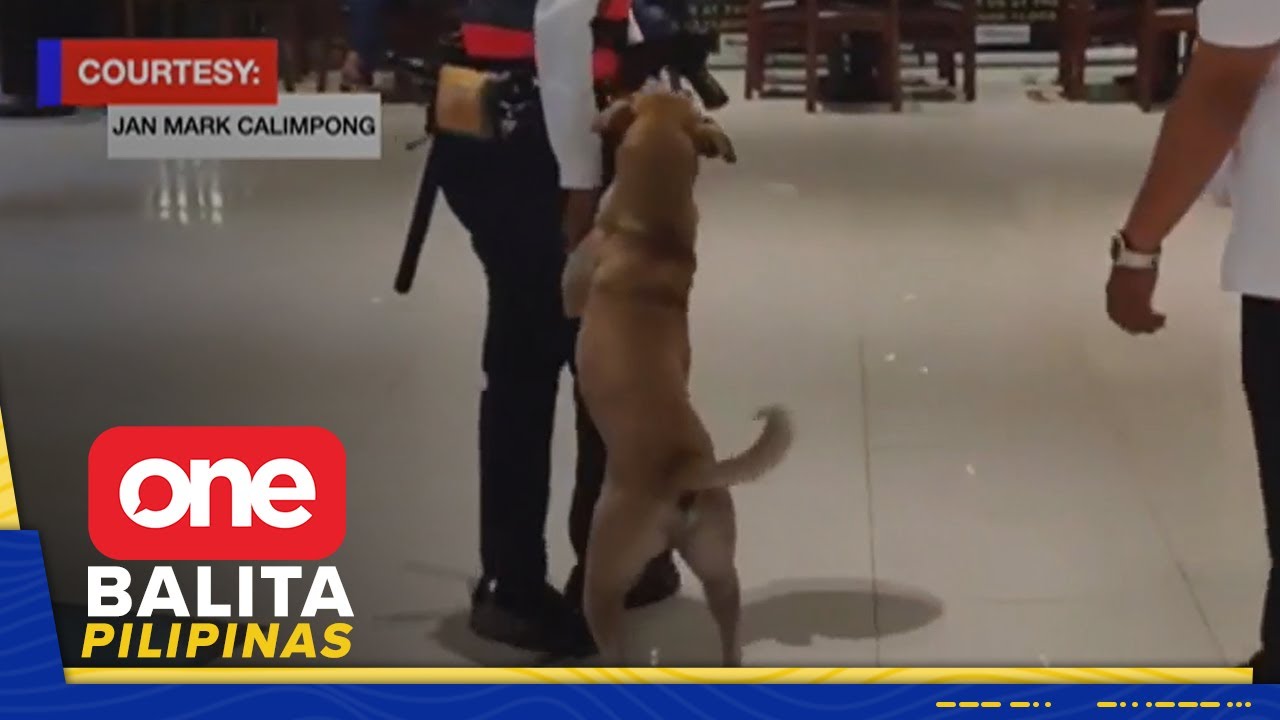 Aspin, kinuhang guard dog ng mall sa Taguig