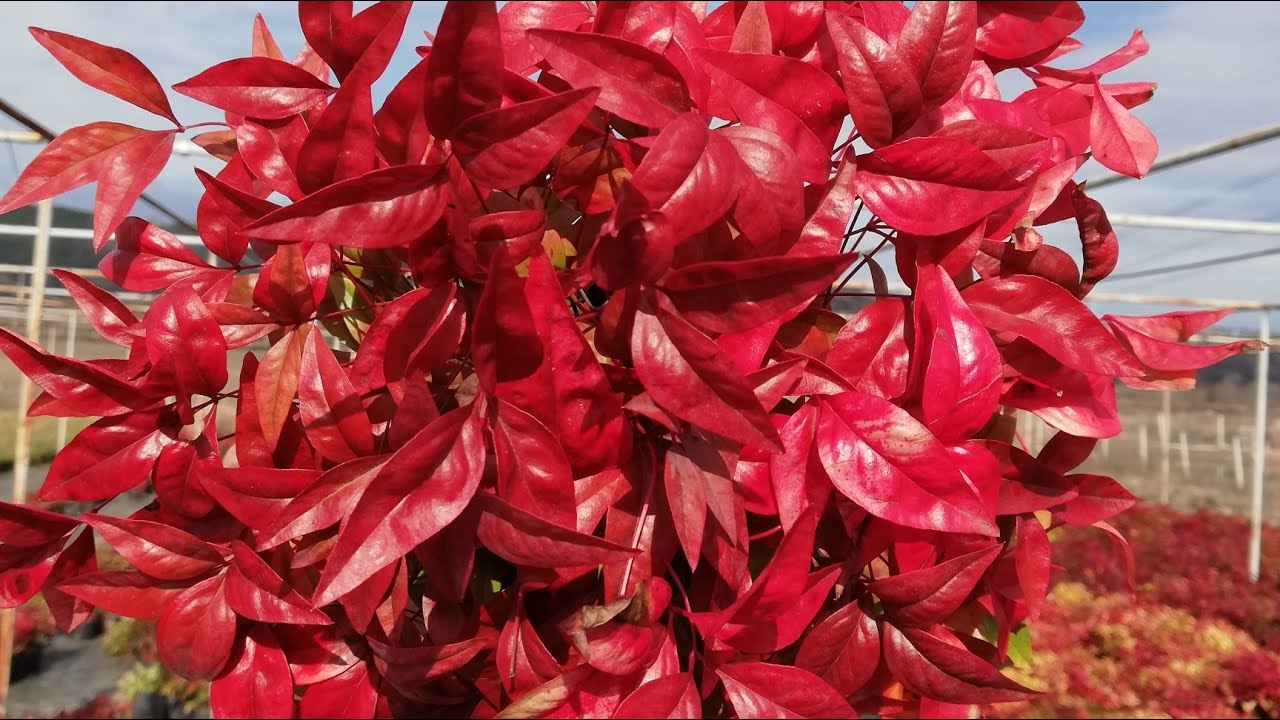 Nandina nasıl üretilir ? Nandina nasıl çoğaltılır ? Nandina Nasıl Köklendirilir, Nandina Üretimi