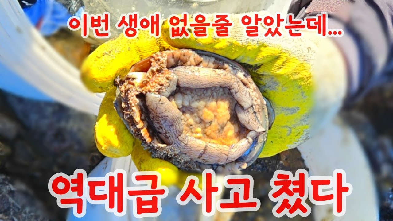 인생 전복에 해삼 만통까지 진짜 역대급 해루질 사고 쳤습니다