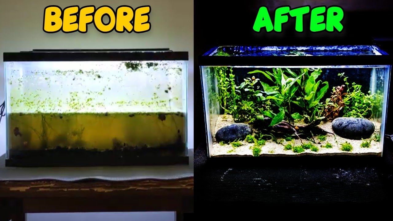 Abandoned Fish Tank Gets HUGE MAKEOVER | 10 Gallon Betta Aquascape