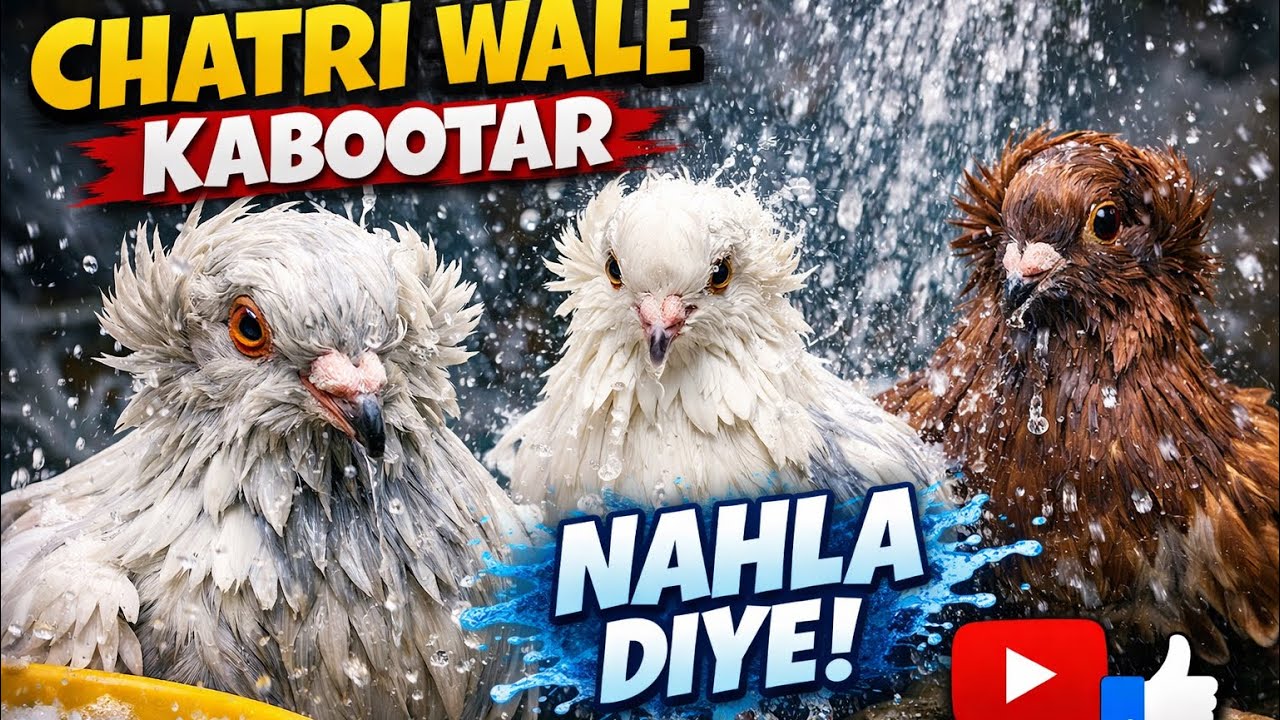 Chatri waly kabootaro ki pheli nahelan 