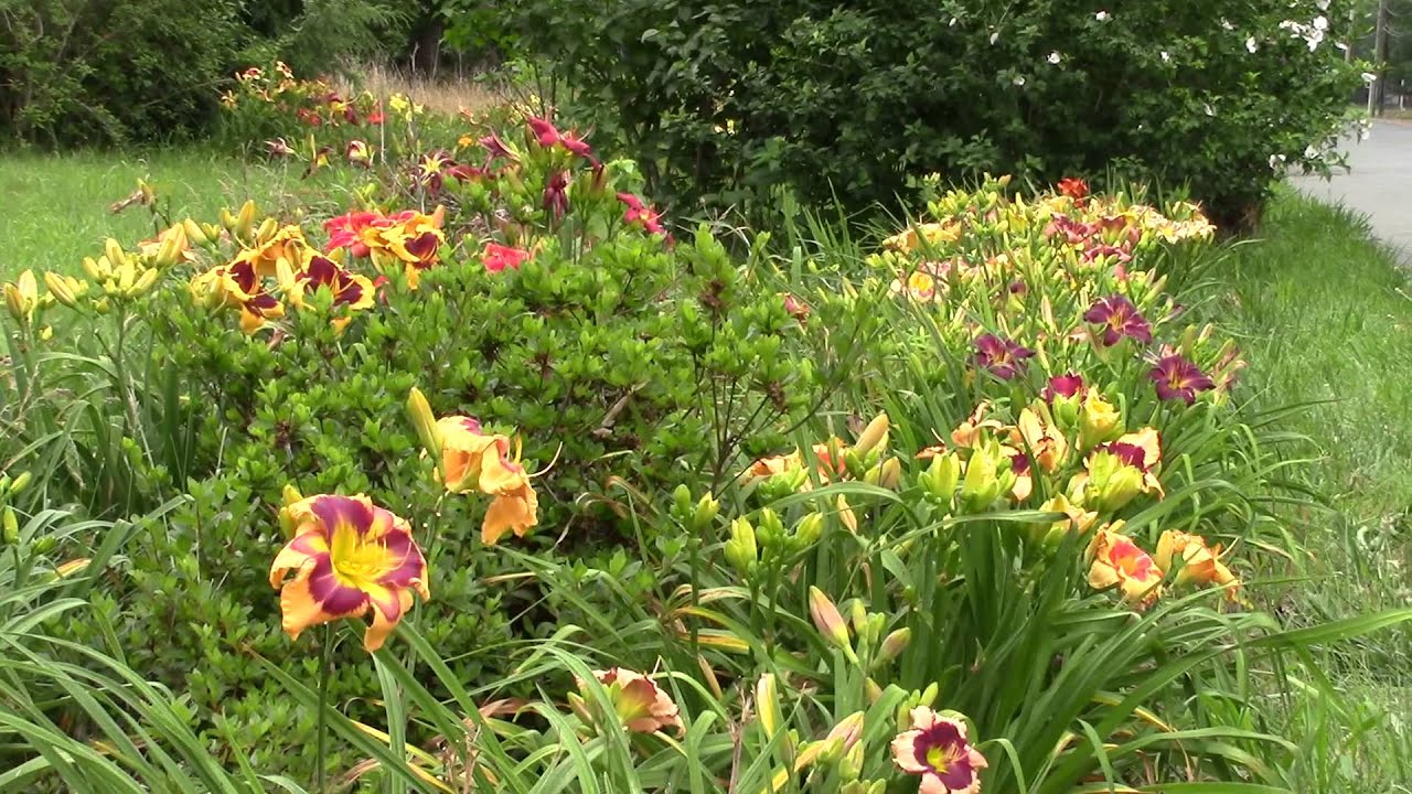 Daylilies in my garden- July 8, 2015