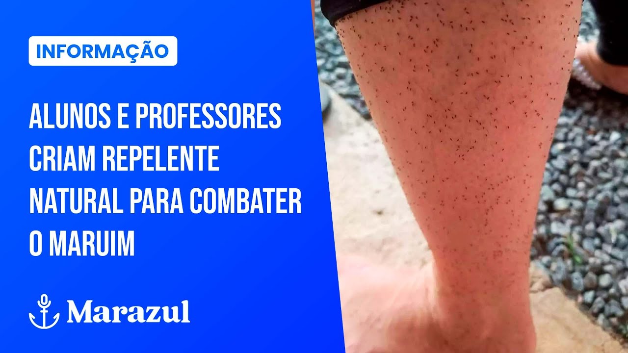 Repelente natural: escola desenvolve alternativa para afastar o mosquito maruim