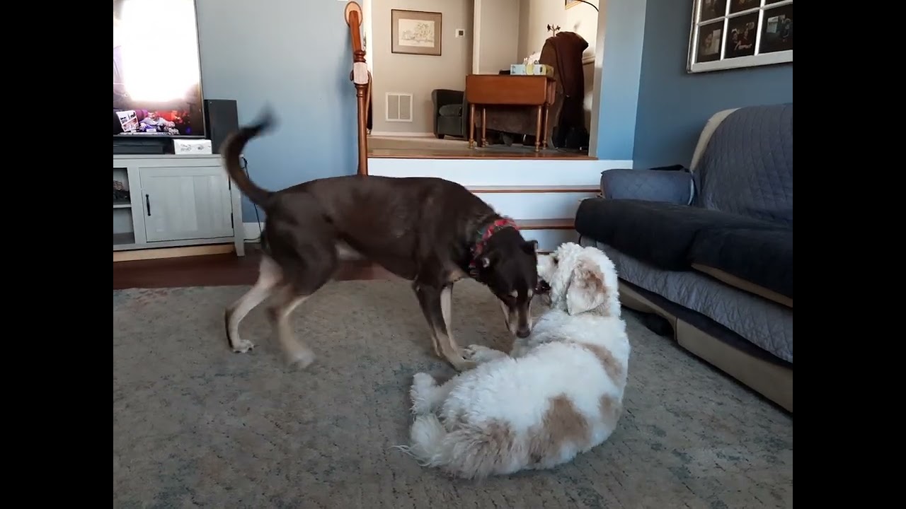 Lando and Tango Wrestling
