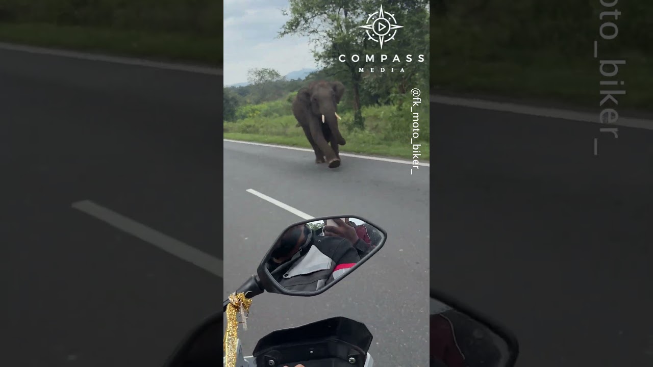 Elephant Charges Motorbike Rider