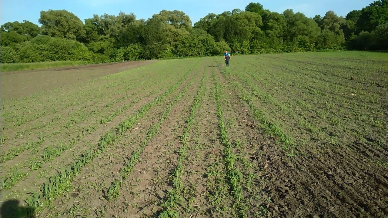 Кукуруза очень сорная, применил гербицид.