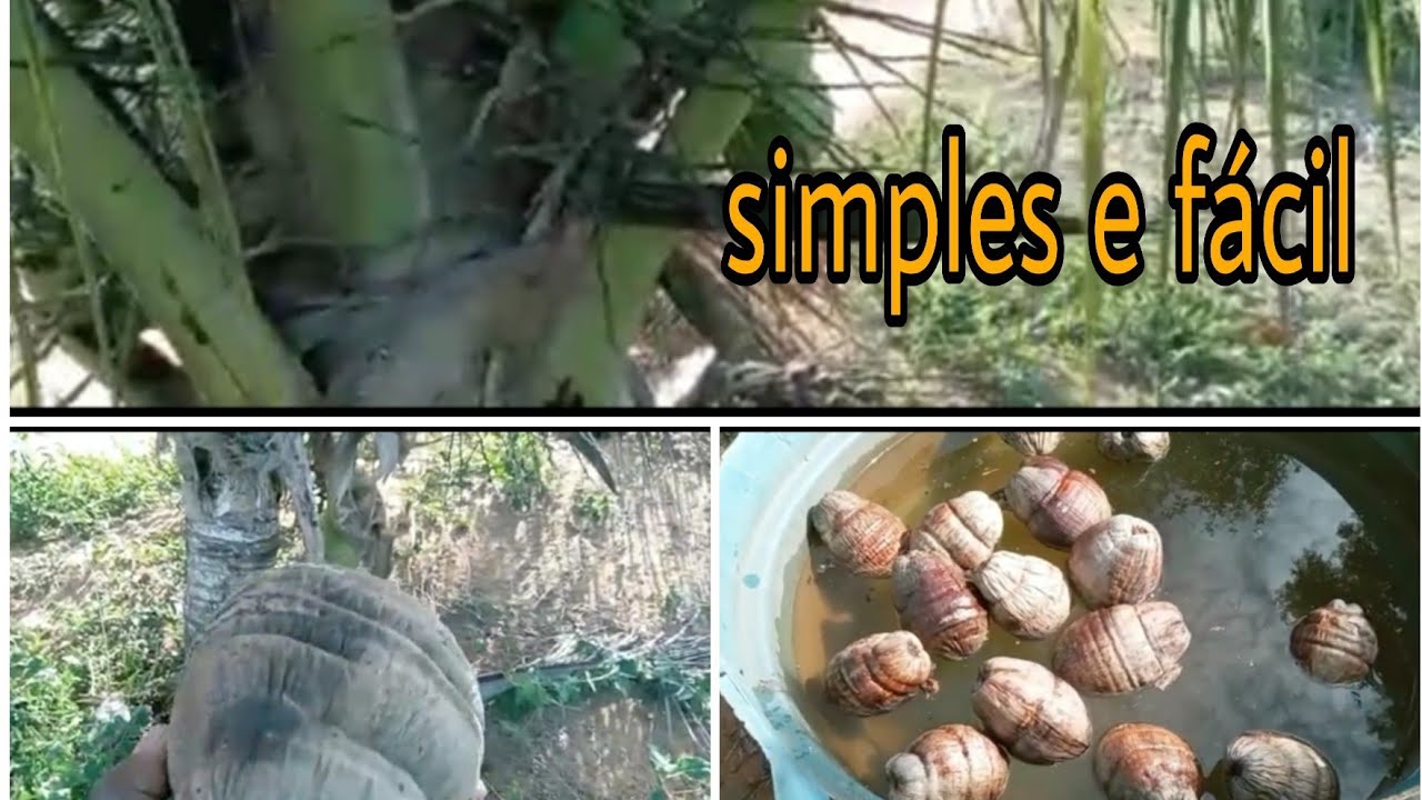 COMO FAZER MUDA DE COCO SIMPLES E F&Aacute;CIL
