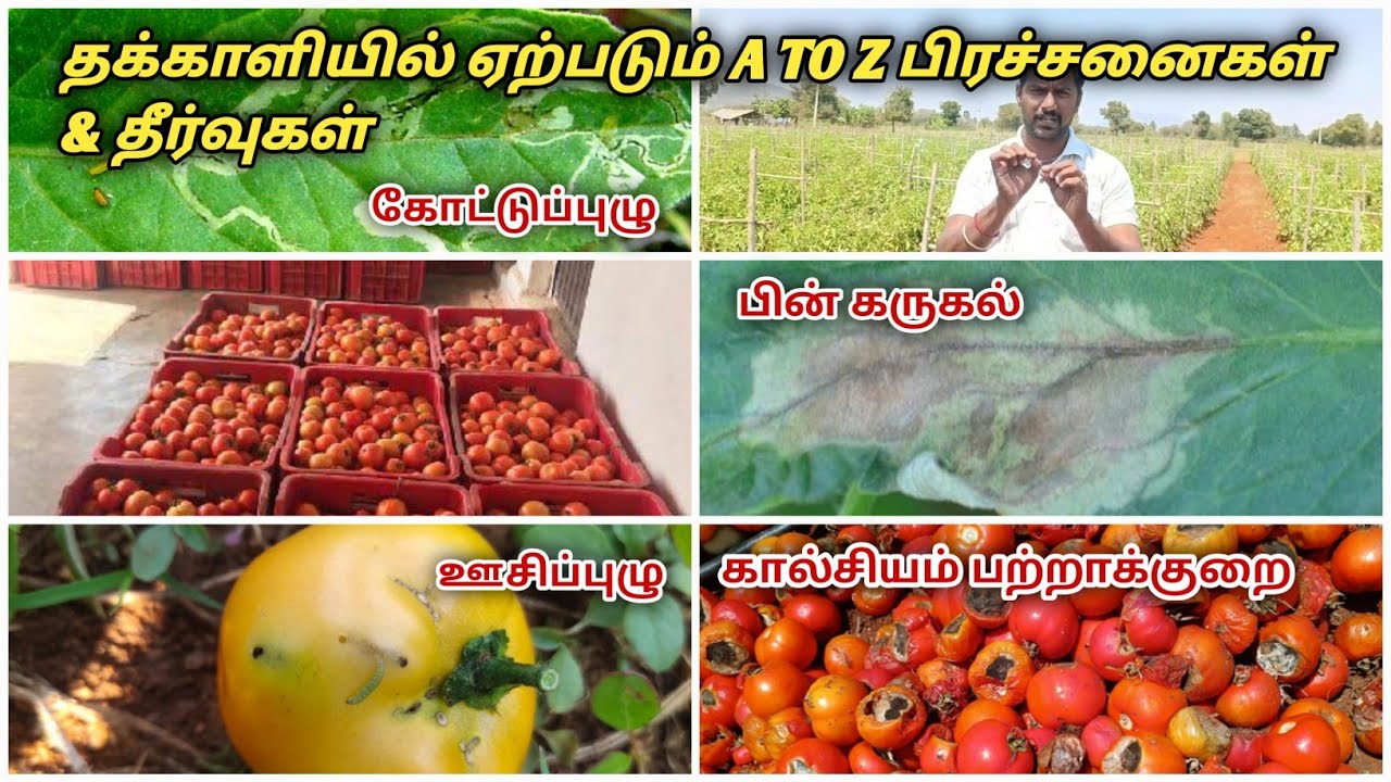 (A to Z)🍅தக்காளி விவசாயம் பற்றி  சில டிப்ஸ்🍅/  A to Z Disease, pest,deficiency identifi  in tomato