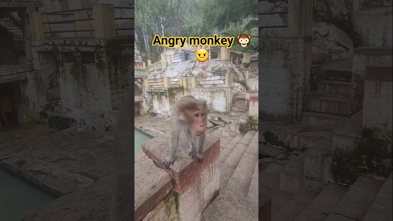 Angry monkey 🐒🐵 