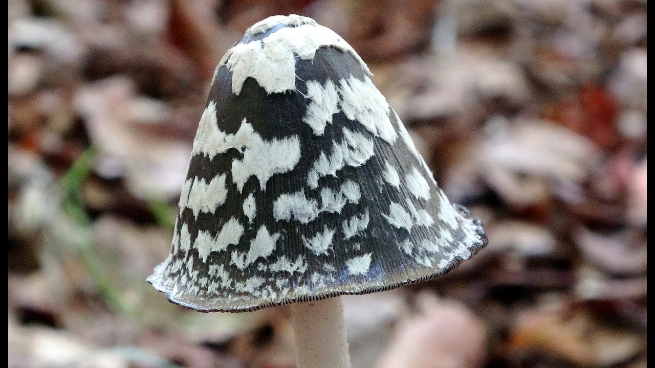 Coprinopsis picacea, Coprinus picaceus, Magpie Inkcap,  Šarena gnojištarka, Le Coprin pie  4k