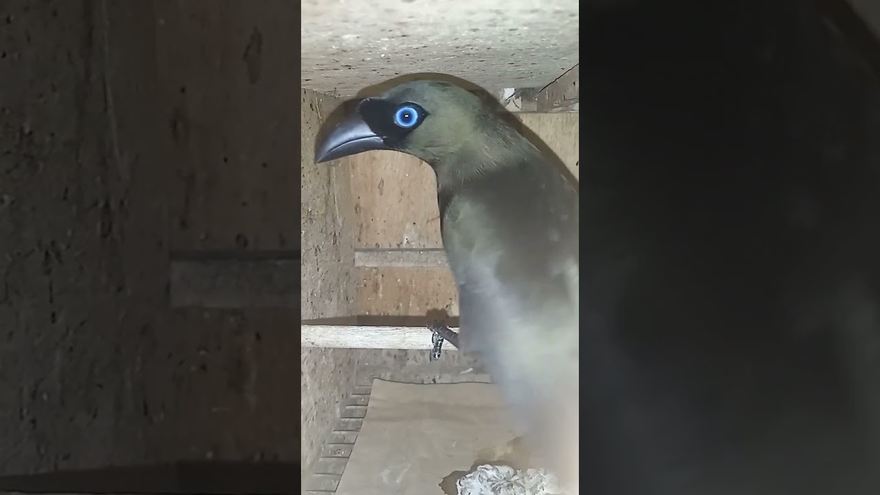 Burung Muray Papua