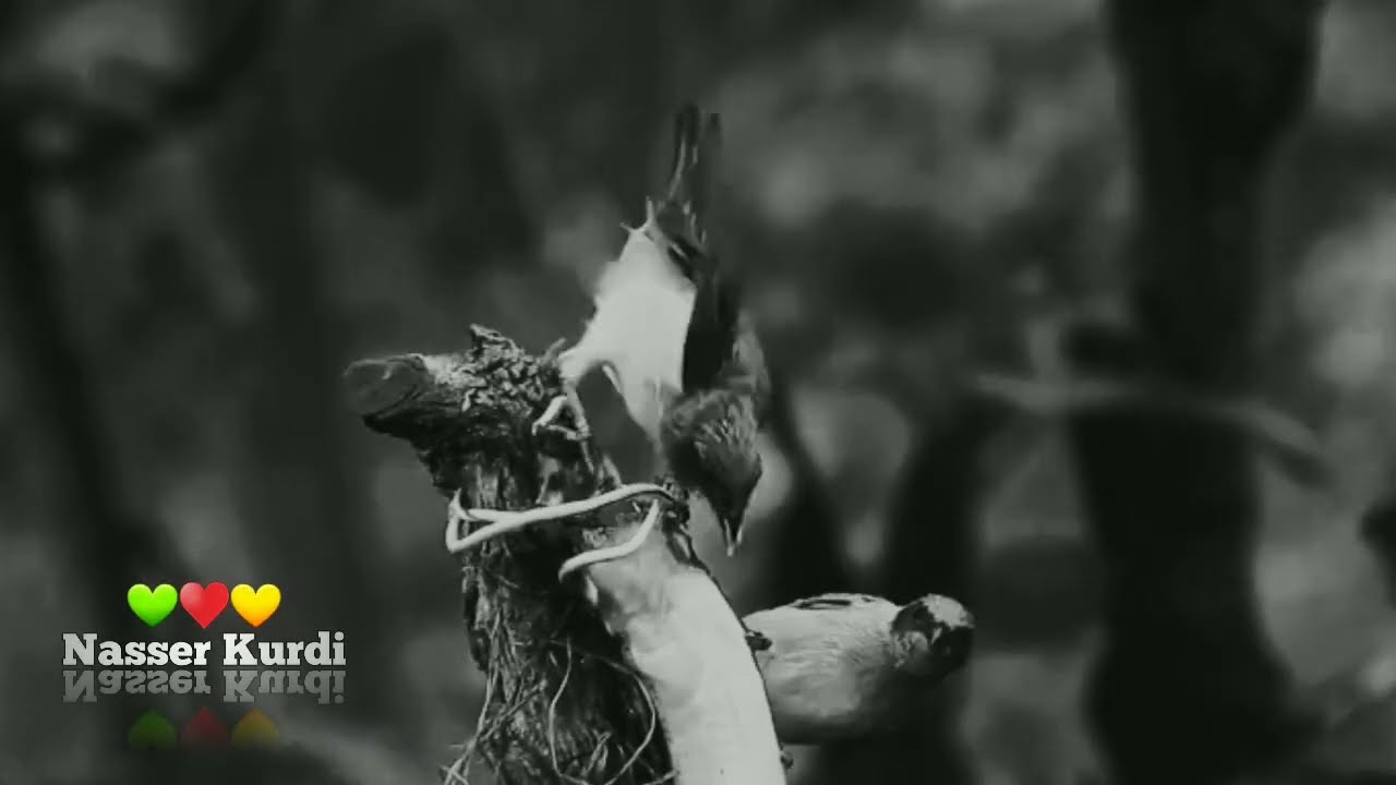 مراد حمزة لي نسريني + موال زينبه 💔 #أغاني_كردية