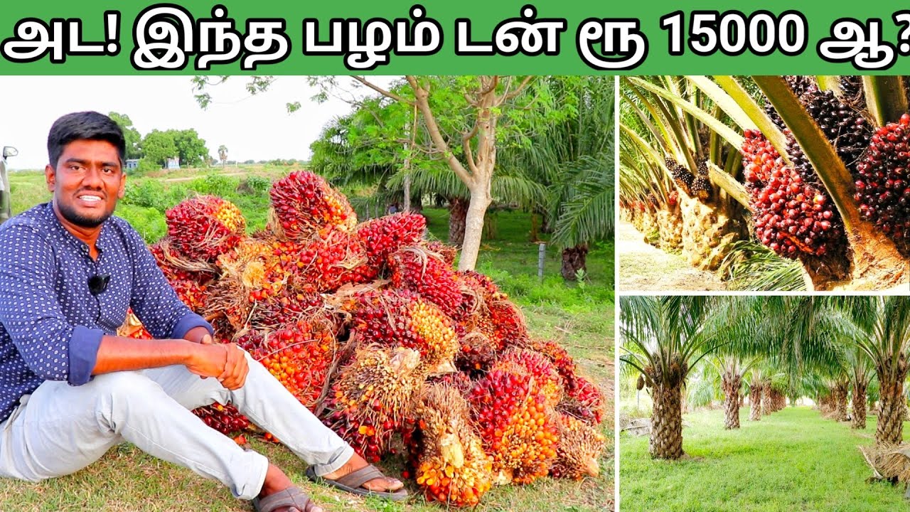 இந்த பழத்தில்தான் அந்த எண்ணெய் எடுக்குறாங்களா! | Palm Oil Tree