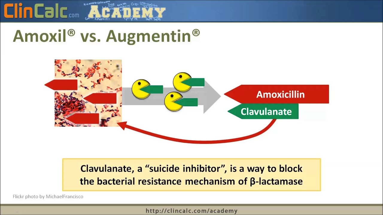 B-Lactam Antibiotics - Top 250 Drugs