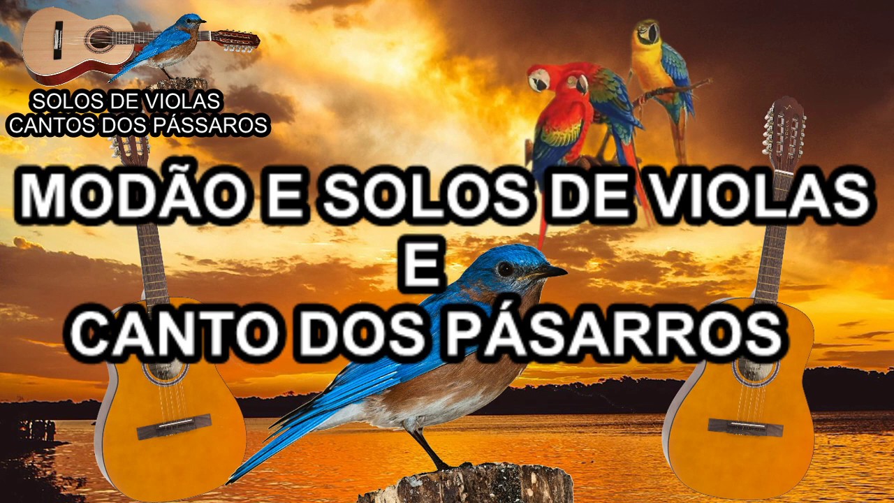 MODÃO DE VIOLA SOLOS DE VIOLA COM CANTO DOS PÁSSAROS