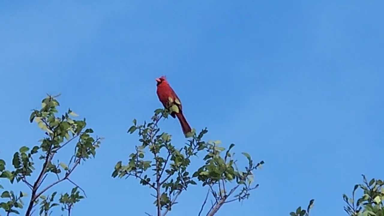 Male Cardinal Singing His Heart Out