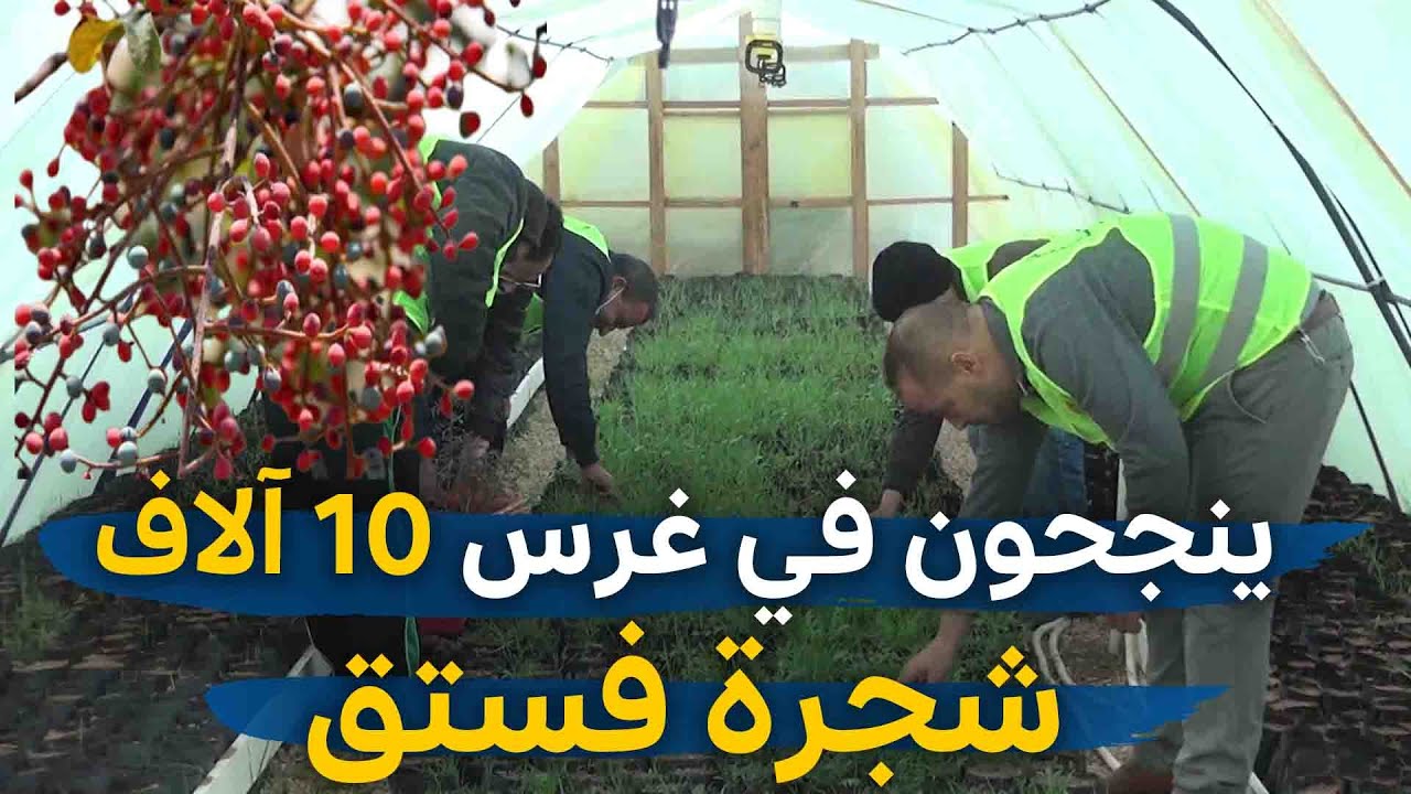 الجلفة | ينجحون في غرس 10 آلاف شجرة فستق أطلسي بالجلفة