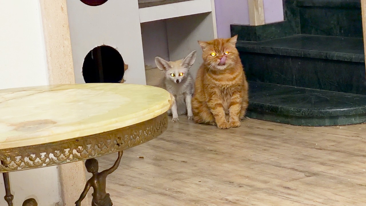 Fox Tiffany and cat Persik watch the kitten eat. Лиса и кот Персик смотрят как кушает котенок.