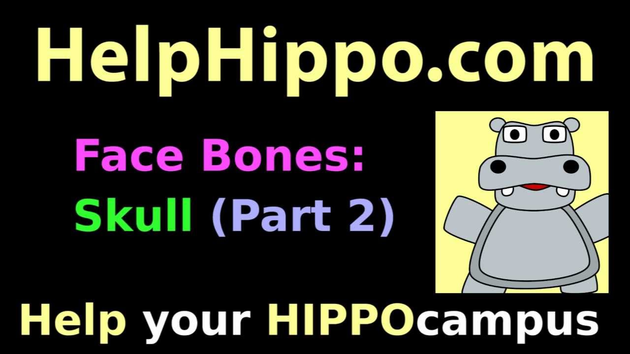 Facial Bones: Dirty Skull Anatomy Mnemonic (2/3) - Viscerocranium: Vomer, Palatine, Zygomatic