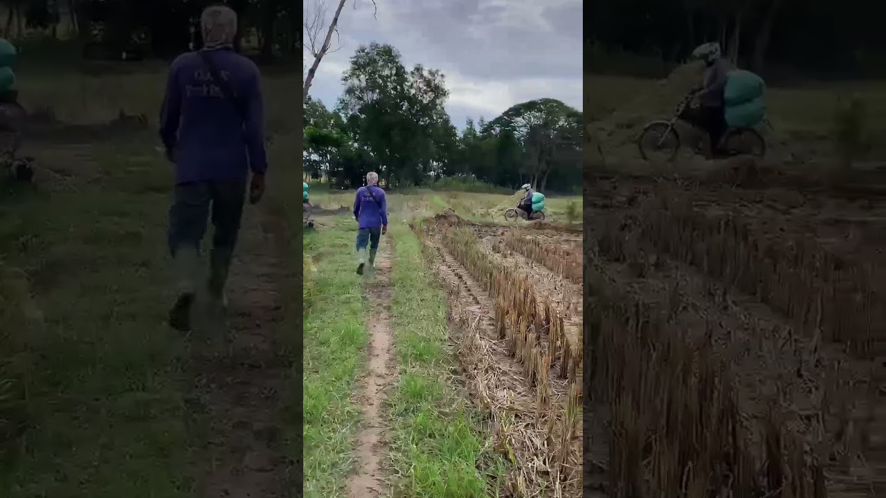 nguli hari ini #emprit kaji#ojeksawah #ojekgabah