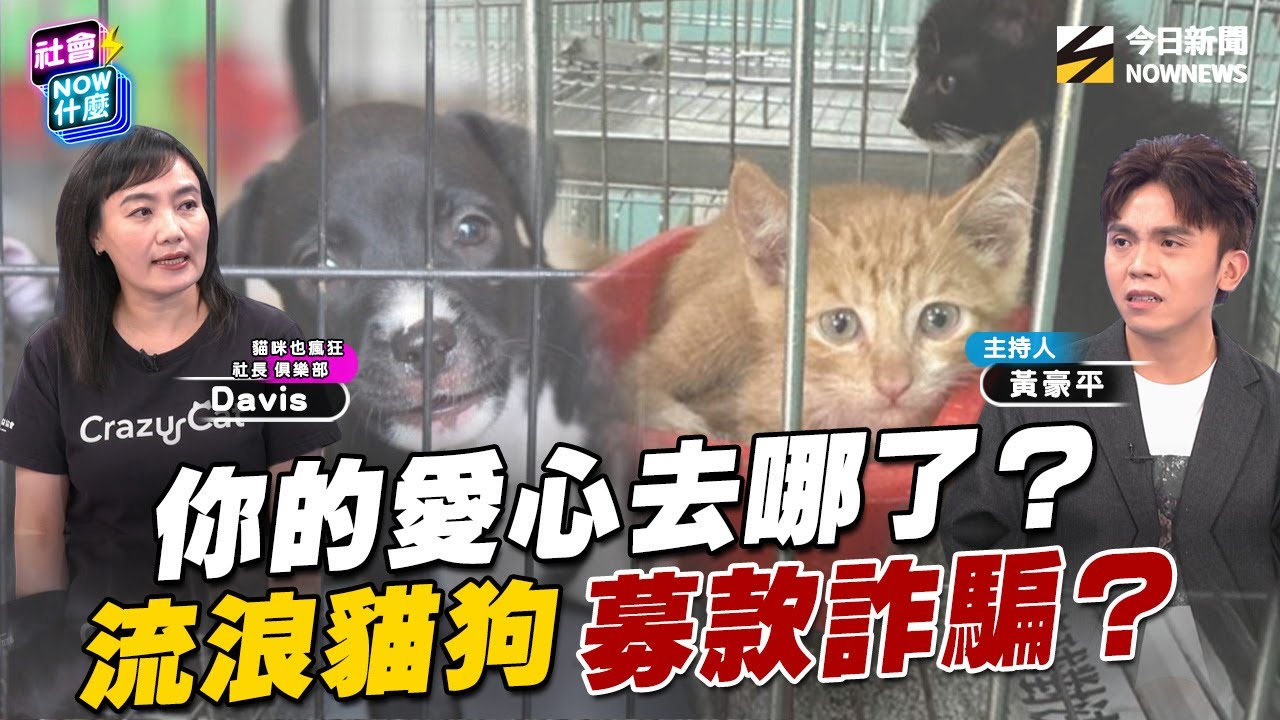#詐騙 募款！利用流浪貓狗騙愛心捐款甚至洗錢？！內幕追追追！如何慎選浪浪募款單位？關鍵一定要看這一點！｜NOWNEWS