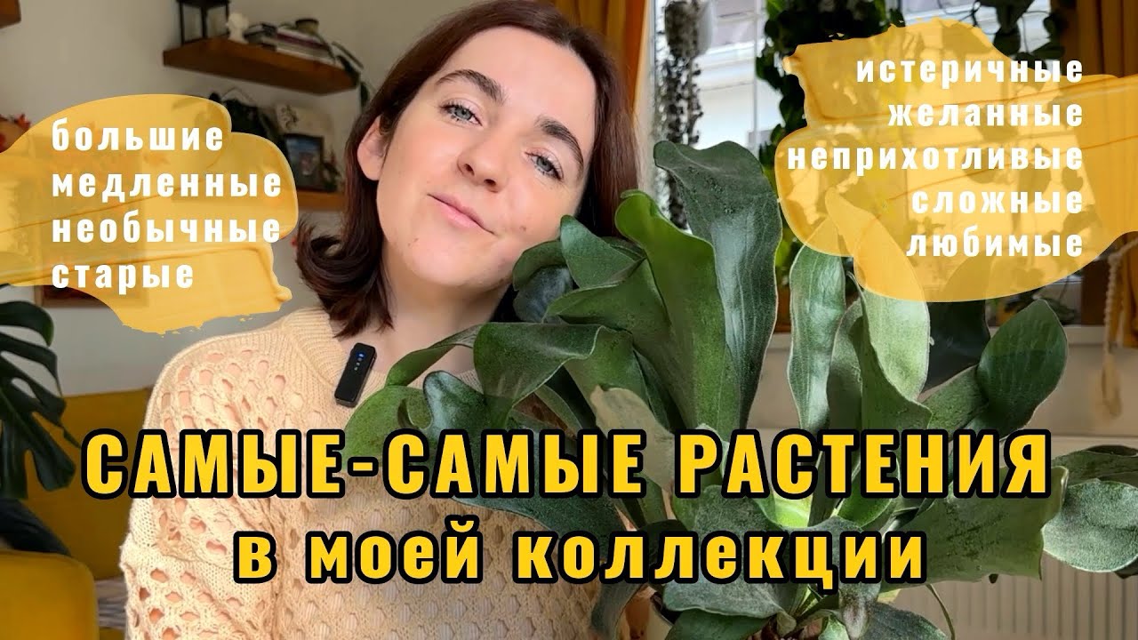 Топ-20 самых-самых растений в моей коллекции - выбираю под интересные критерии🤗