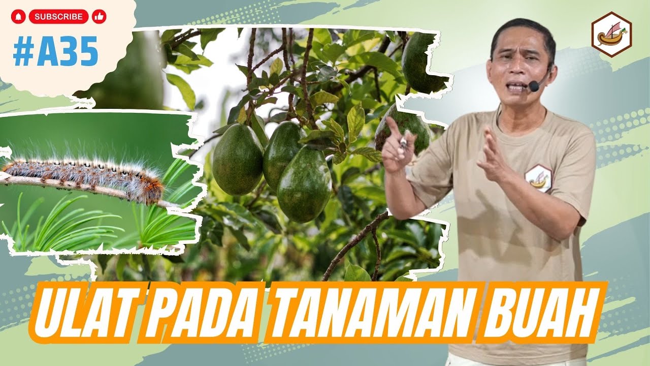Jangan Dibunuh!! Manfaat Ulat Pada Tanaman Buah
