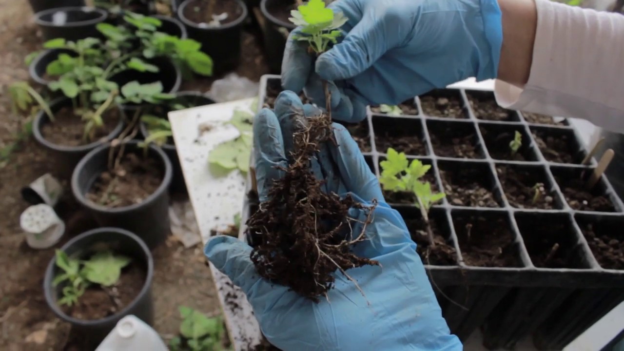How to Grow Gooseberries from Cuttings + Update