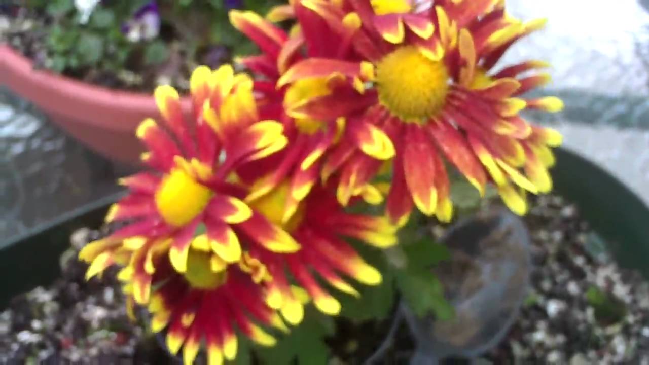 Weed Eaters, Flower Pots and Humming pigs- Rick Moyer's Video Blog for May 5th, 2010
