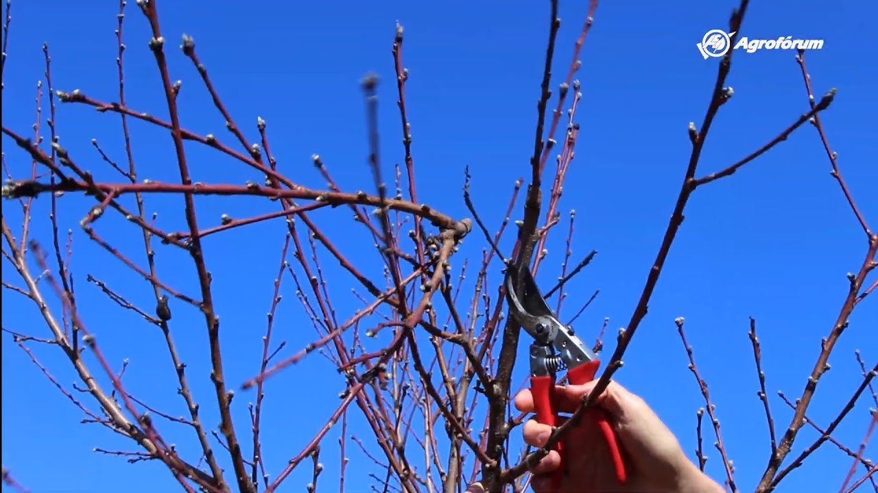 Az őszibarack szakszerű metszése - Kompakt váza fenntartó metszés - Agrofórum metszésiskola