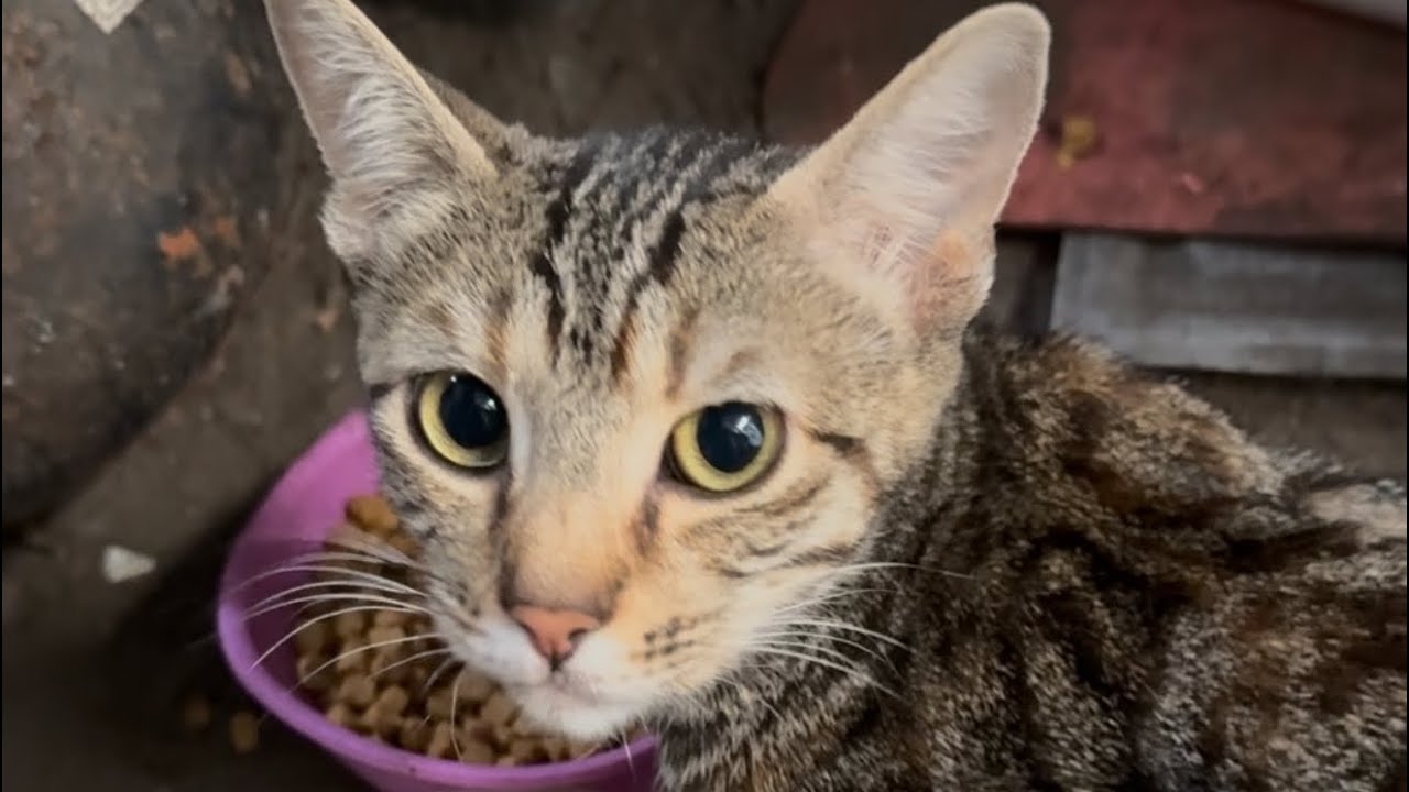 Lunch time for cat before feeding little ones. #catlovers #cat #cats #catlover #catshorts #catvideo