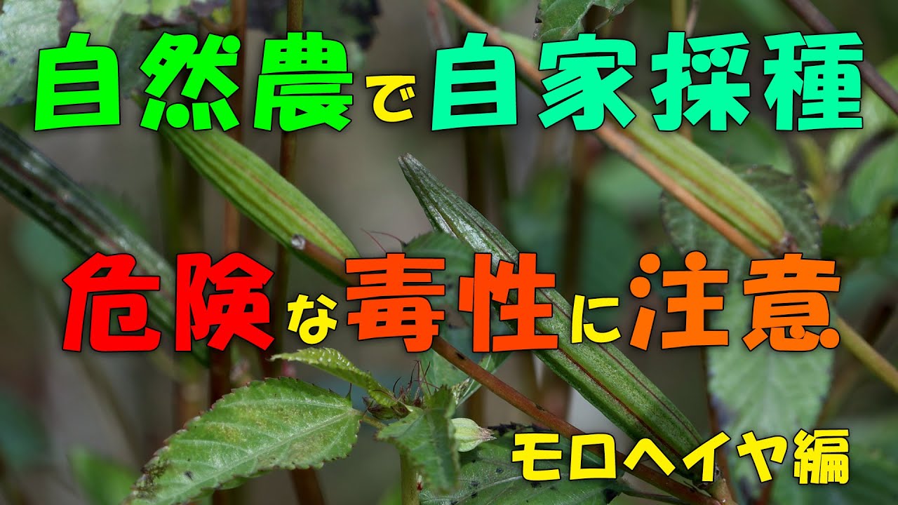 【自家採種】危険な毒素に注意 モロヘイヤ編
