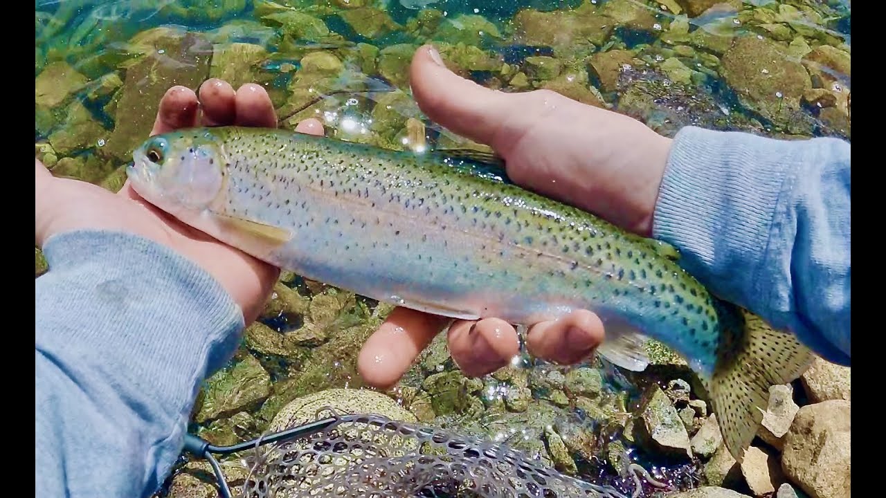 Tahoe National Forest HIKING and FISHING (Surprise Catch)
